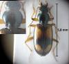 Bembidion hummleri